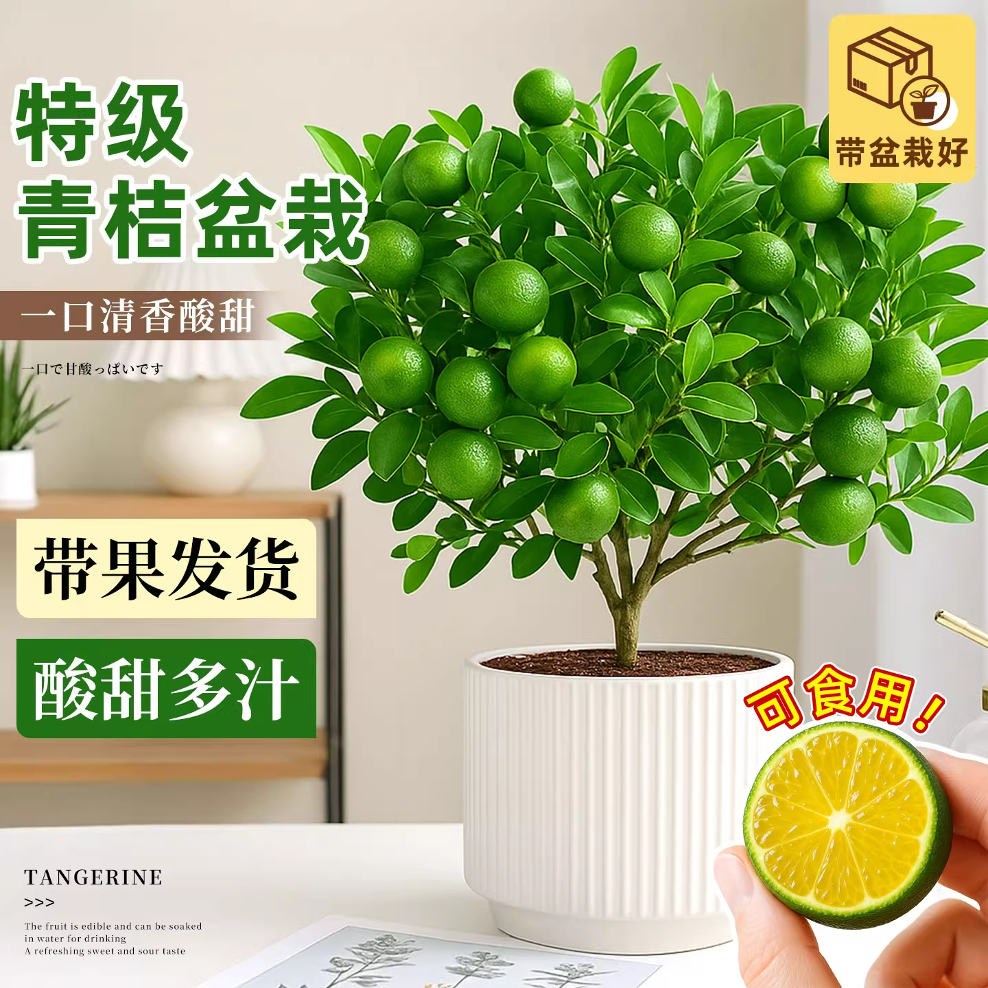 海南小青桔盆栽绿植物阳台庭院室内四季带果金桔小青柠檬橘子树苗