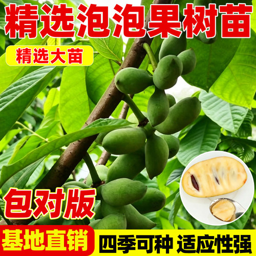 泡泡果树苗耐寒植物庭园观赏种植
