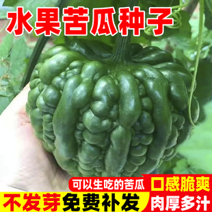 水果苦瓜种籽老品种白苹果苦瓜种子大全四季 庭院阳台蔬菜种孑盆栽