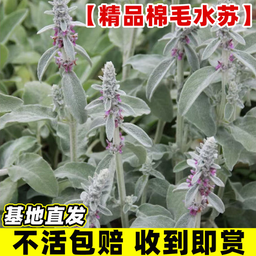 棉毛水苏盆栽苗庭院地被植物多年