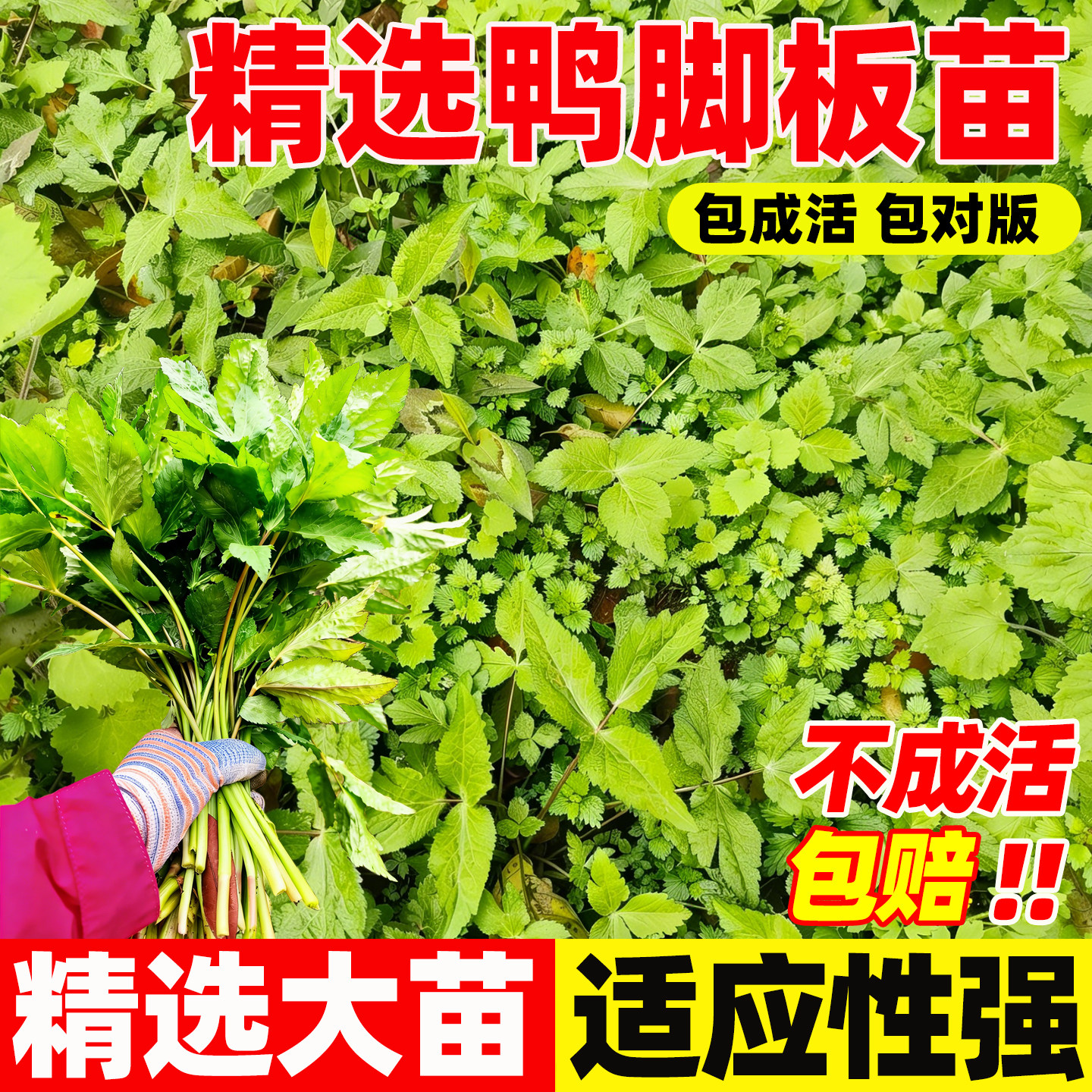 湖北恩施大叶芹特产野生新鲜野图片