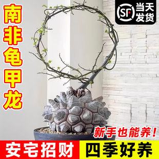 南非龟甲龙植物种子球根块多肉高端稀有贵货爬藤垂挂类小绿植盆栽