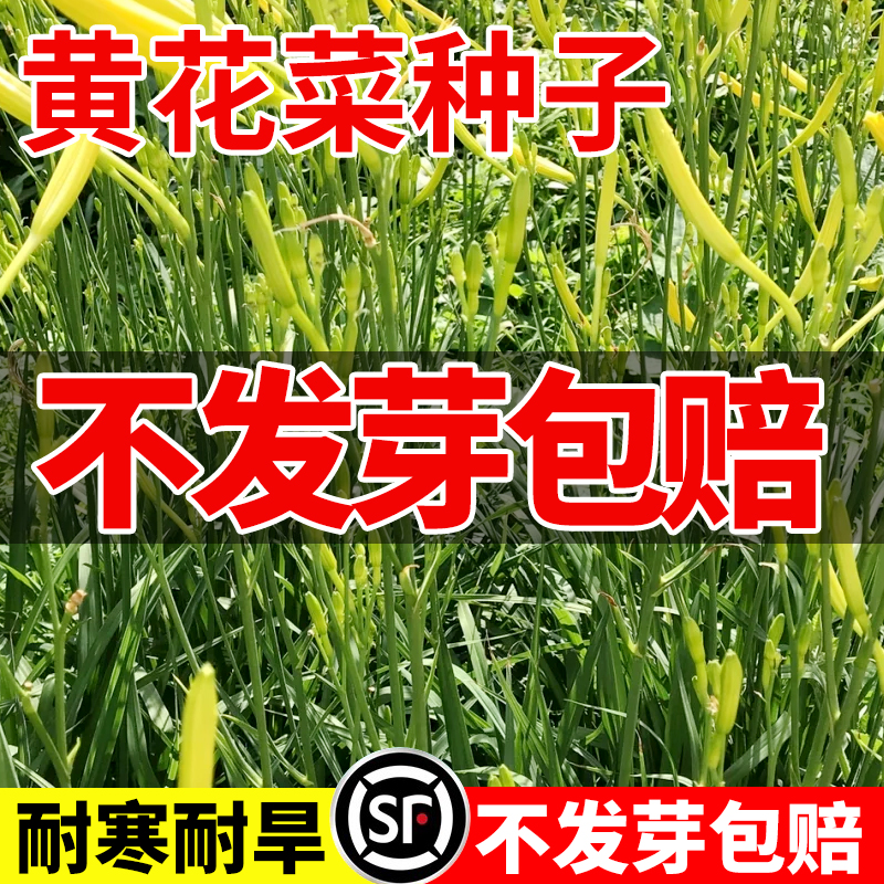黄花菜种子种籽菜金针菜菜籽蔬菜