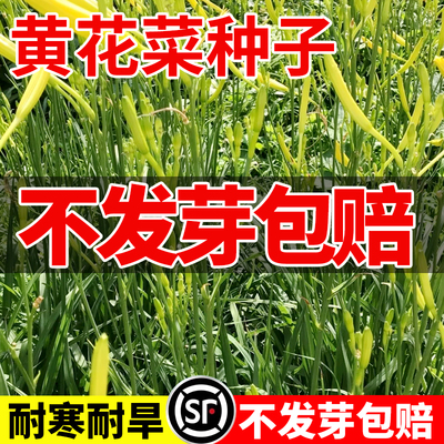 黄花菜种子种籽菜金针菜菜籽蔬菜
