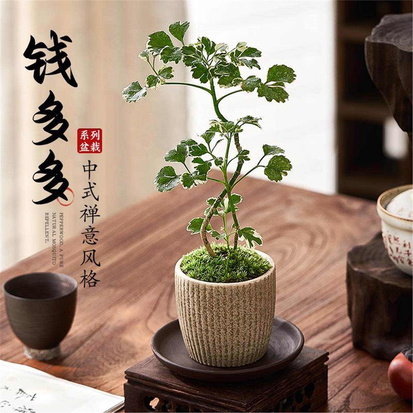 钱多多福禄桐盆栽金钱兜绿植物办