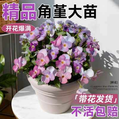 角堇花苗盆栽带花三色堇皱边大苗