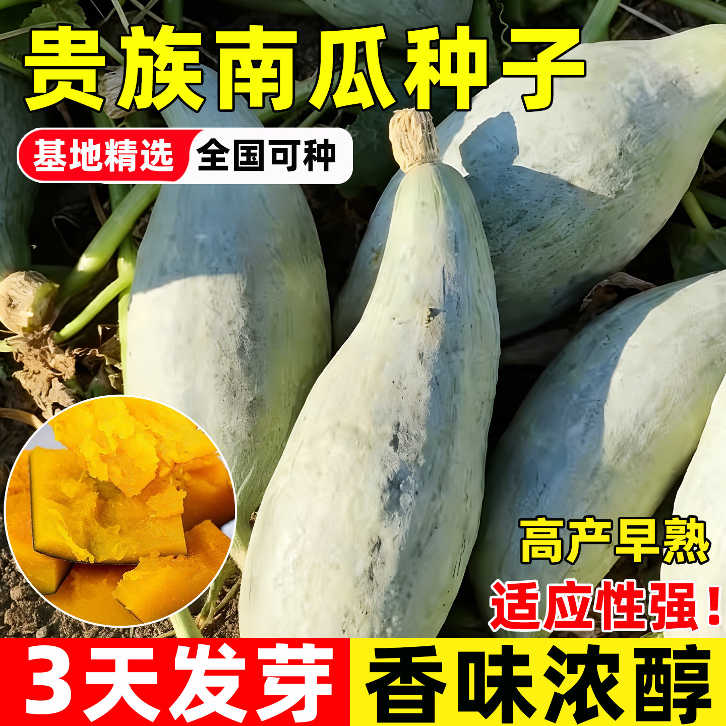 贵族南瓜种子金丝栗丑瓜种籽新疆板栗蜜本南瓜籽春季四季蔬菜种孑