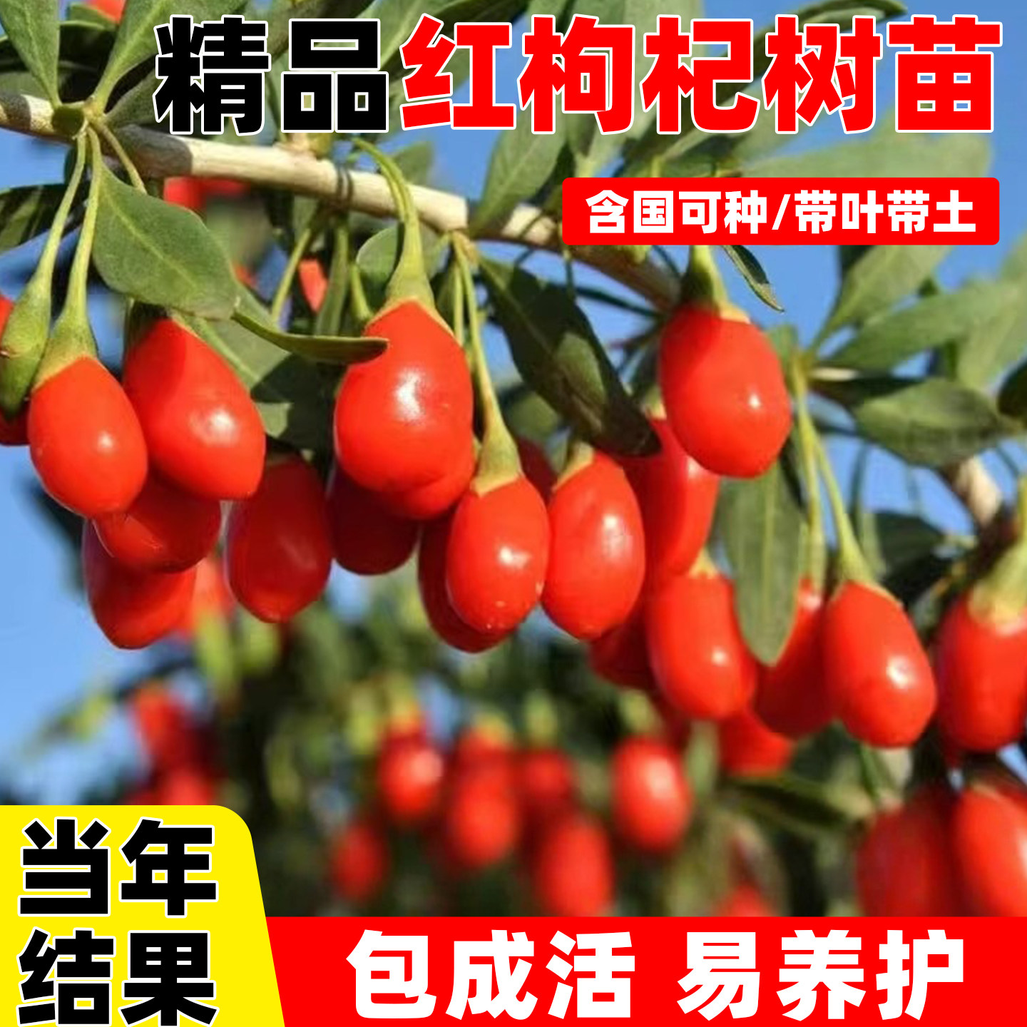 红枸杞树苗盆栽北方南方地栽图片