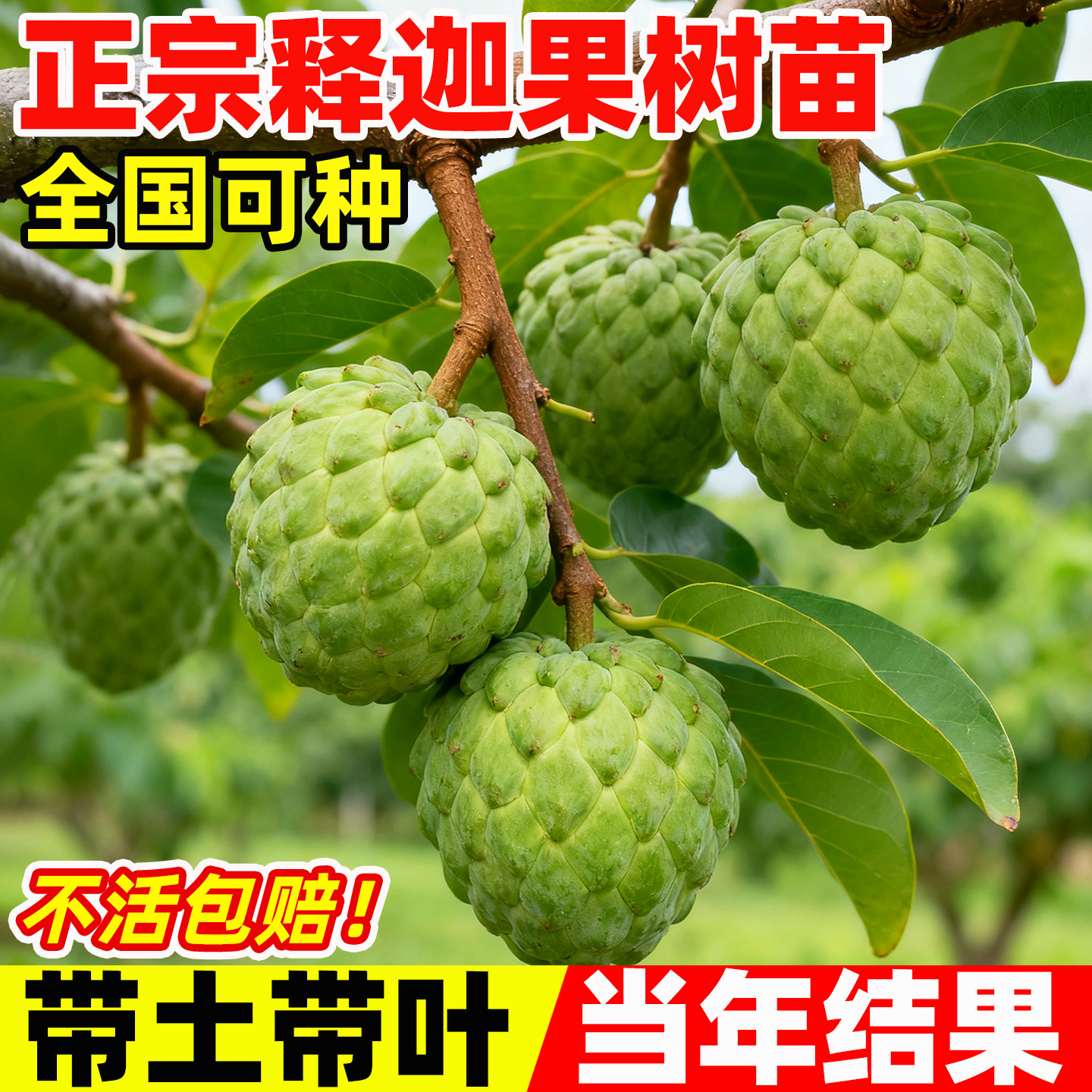 释迦果苗树带果凤梨奶油黄龙嫁接