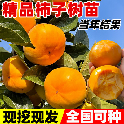 柿树果树苗正宗太秋甜脆柿子树苗