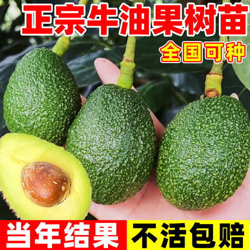 牛油果嫁接树苗当年开花结