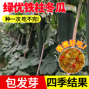 绿优铁柱冬瓜种籽黑皮青皮大冬瓜种子四季早熟高产菜园阳台盆栽菜