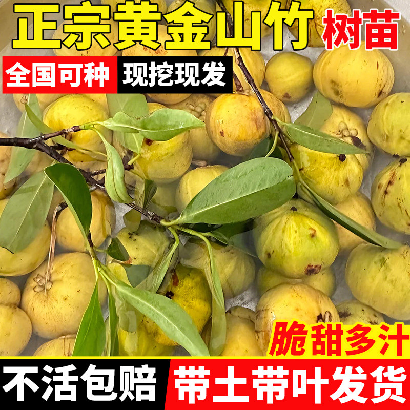 泰国山竹果树苗岭南黄金山竹苗嫁图片