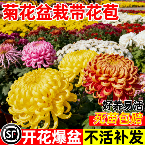菊花盆栽带花苞四季开花室内外花