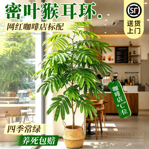 网红耐阴好养观叶热植店铺高级感