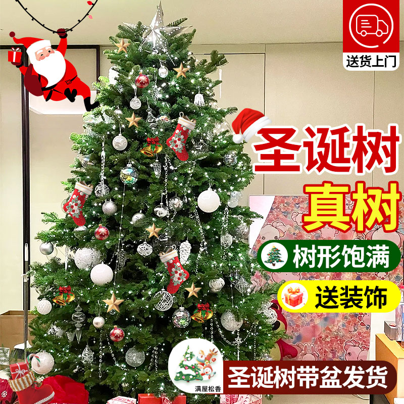 真的圣诞树真树诺贝松挪威云杉盆