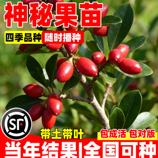 神秘果苗果树庭院南方北方四季带土盆栽神奇果种植变味果酸变甜