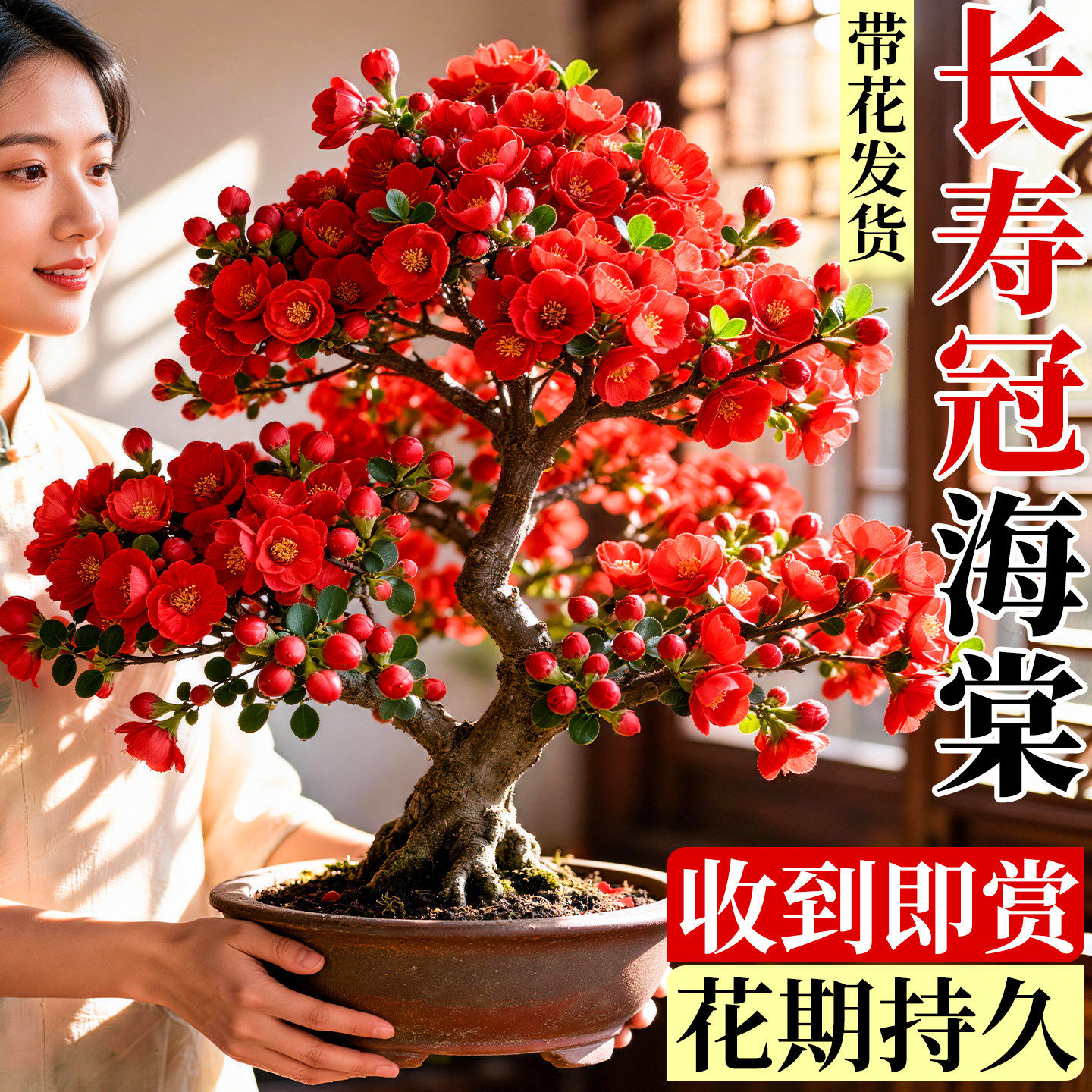 四季海棠花盆栽重瓣老桩大花树苗室内客厅花苗植物四季鲜花卉开花