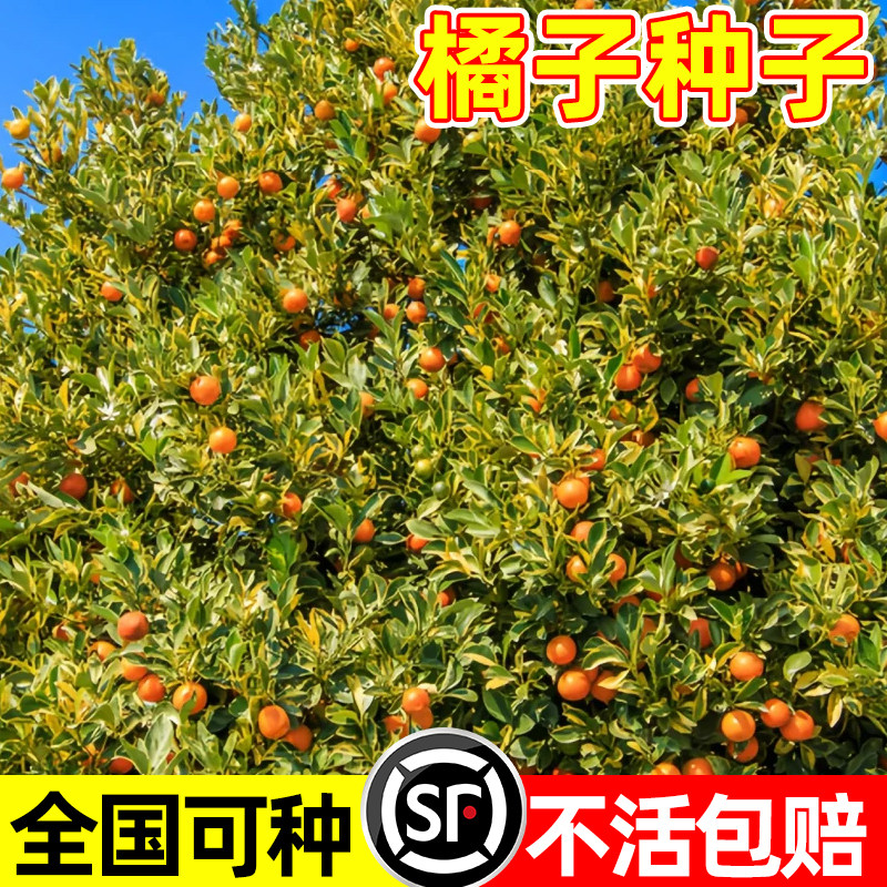 橘子种子四季种植砂糖橘无籽蜜桔种籽阳台庭院盆栽易活高产果树苗