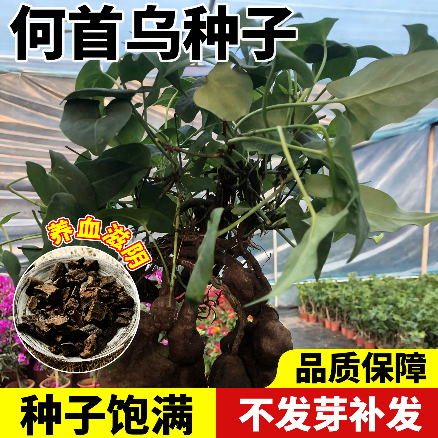 何首乌种子中草药种籽药用药材植物高产春秋四季阳台盆栽蔬菜种孑