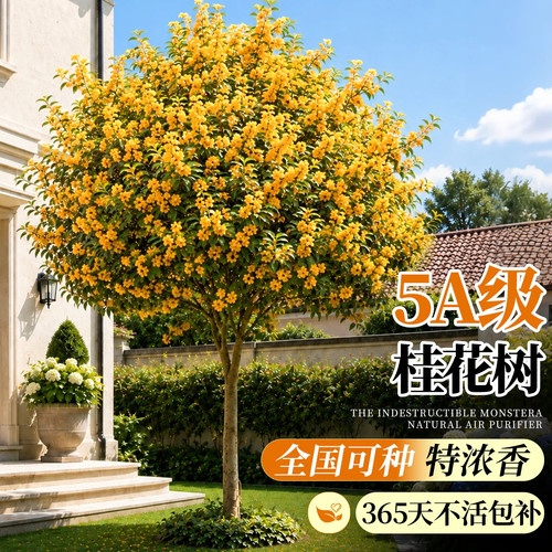 桂花树苗浓香型芳香苗木四季常青