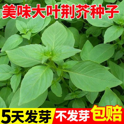 河南美味荆芥种子四季种植小青菜