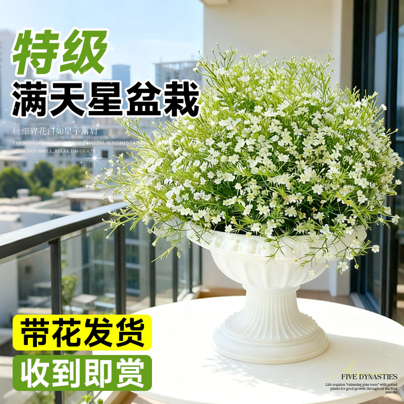 满天星盆栽带花阳台庭院花卉植物图片