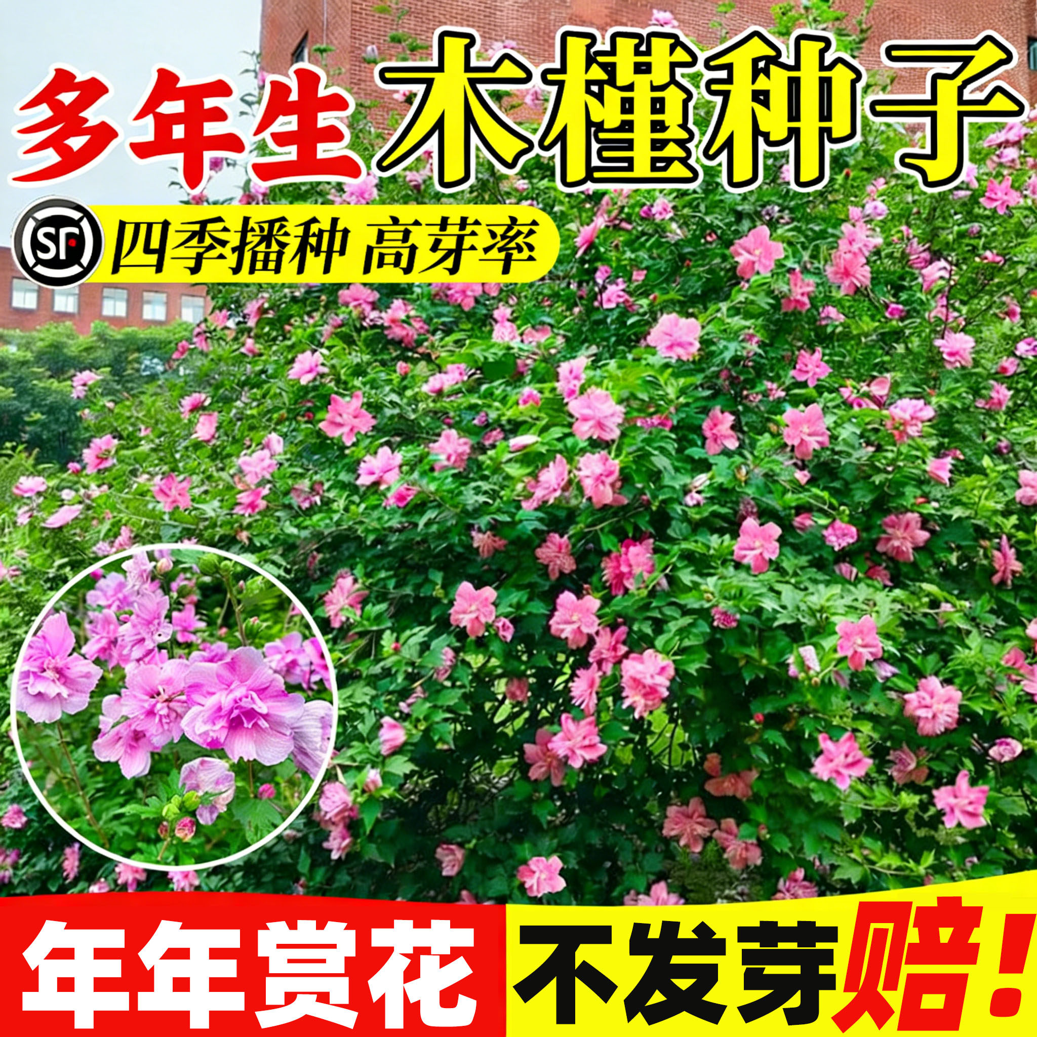 木槿花种子花树种子四季种易活室外庭院易种盆栽植物花卉木槿种子