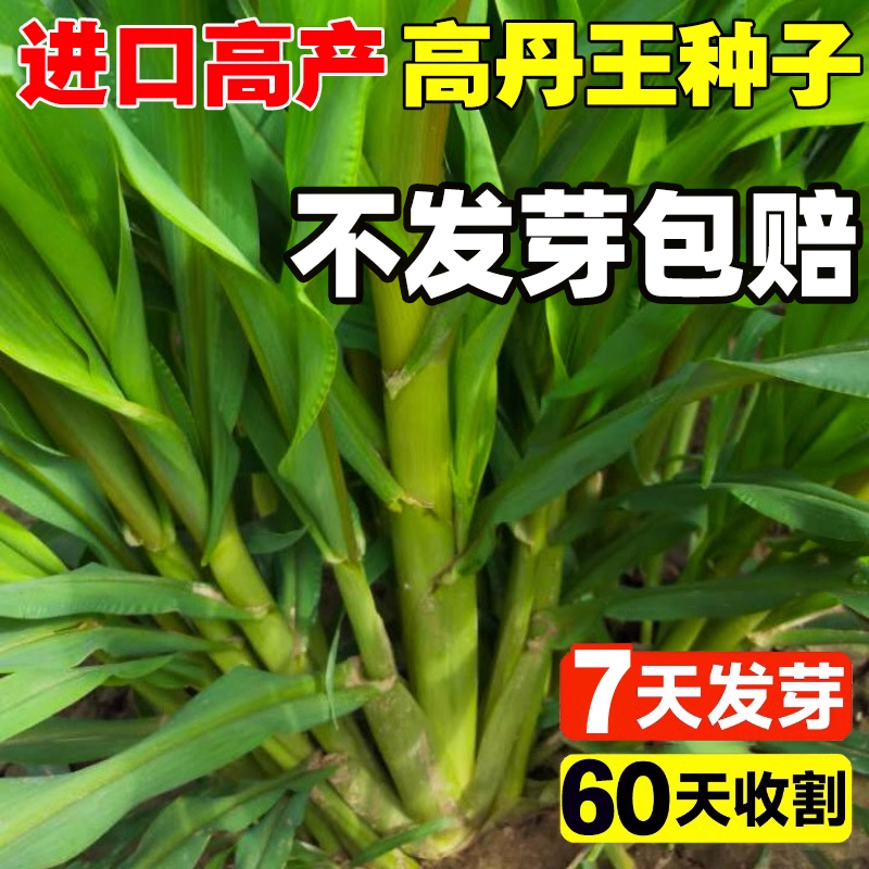 高丹王草种籽四季养殖牧草高产鱼