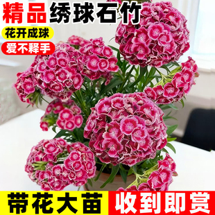 绣球石竹盆栽花苗霹雳石竹庭院阳台多年生植物花期长五彩耐寒花卉