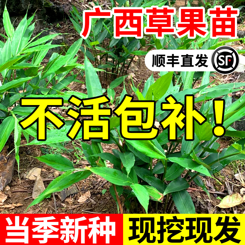 广西香料草果苗可做香料可煲汤地栽现挖现发浓香型贵州大红草果苗