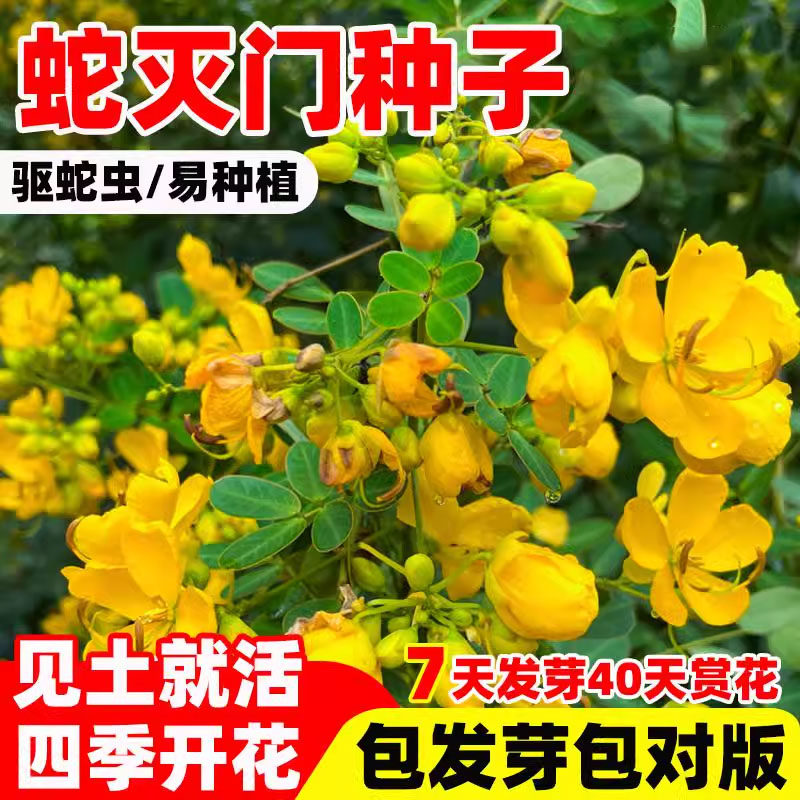 蛇灭门种子驱蛇草种孑凤凰草盆栽苗蛇灭门种籽花卉望江南野决明籽