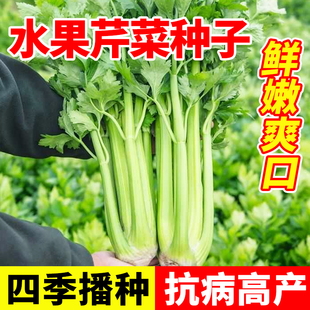 水果芹菜种子小香芹种籽玻璃脆芹四季种植阳台庭院盆栽高产芹菜苗