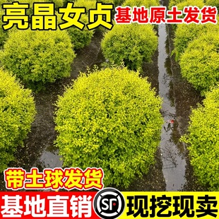 亮晶女贞球塔形棒棒糖形多球造型树别墅庭院花镜植物四季常青好养