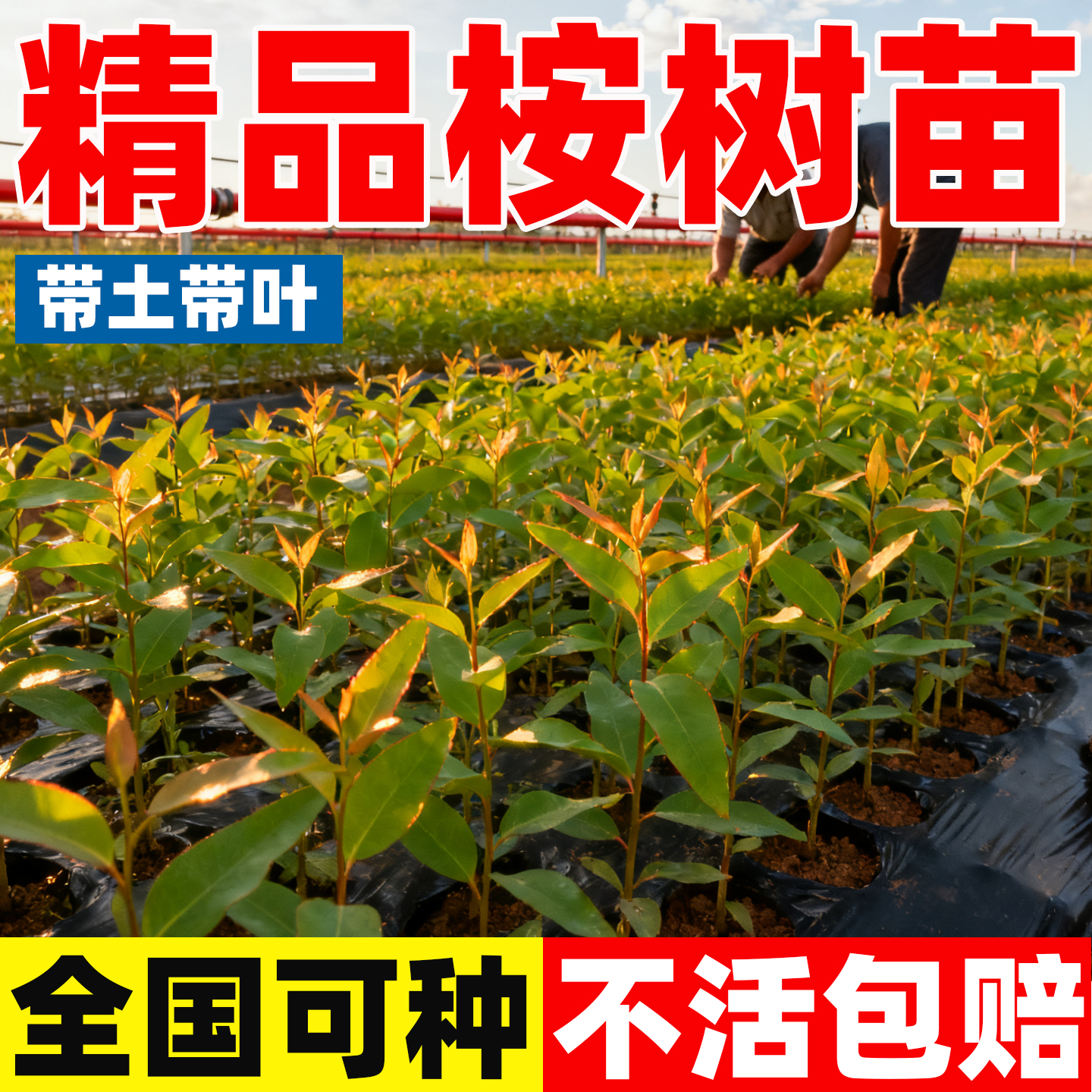 桉树苗正宗速生桉广29耐寒易种盆