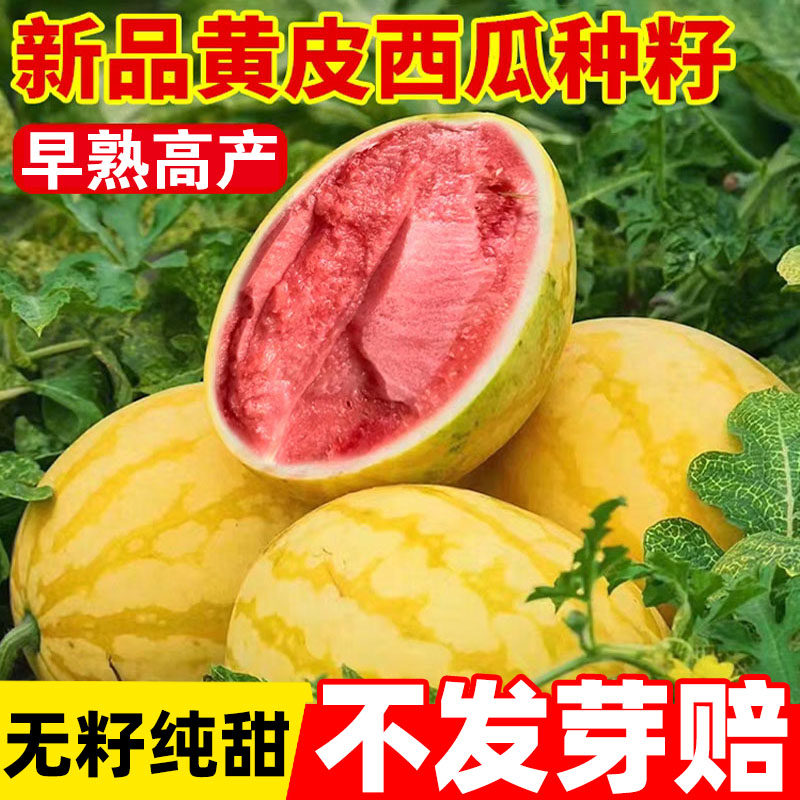 西瓜种籽黄皮金皇后无籽西瓜种子四季盆栽阳台种植早佳8424西瓜种