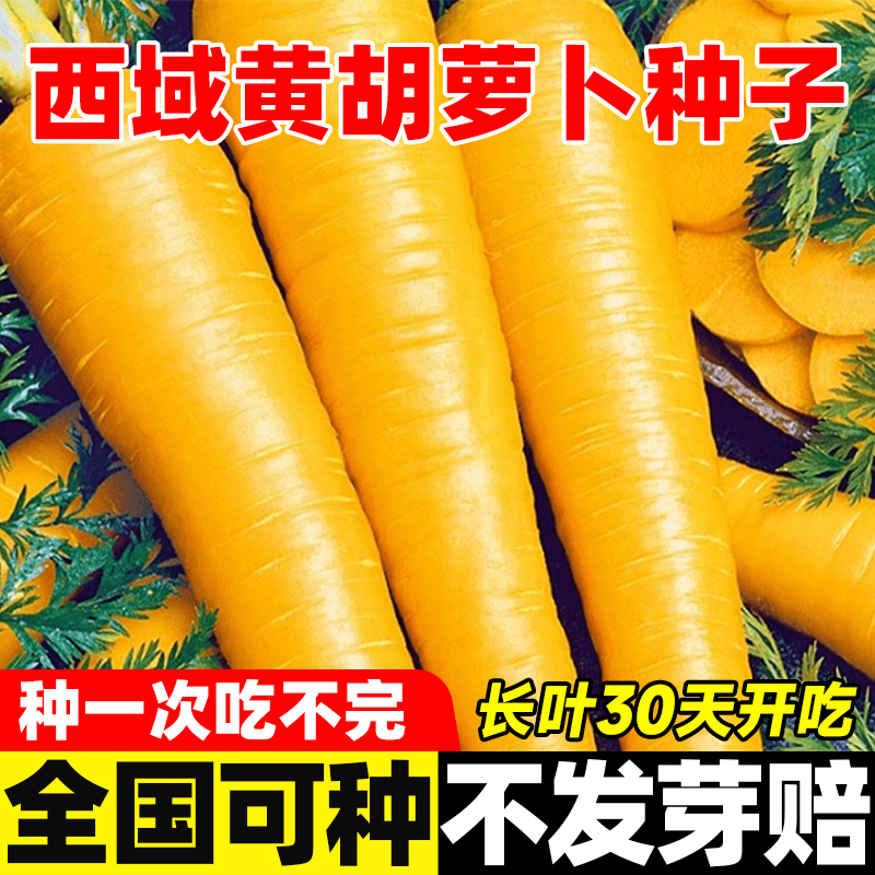 西域黄胡萝卜种子大田种植庭院