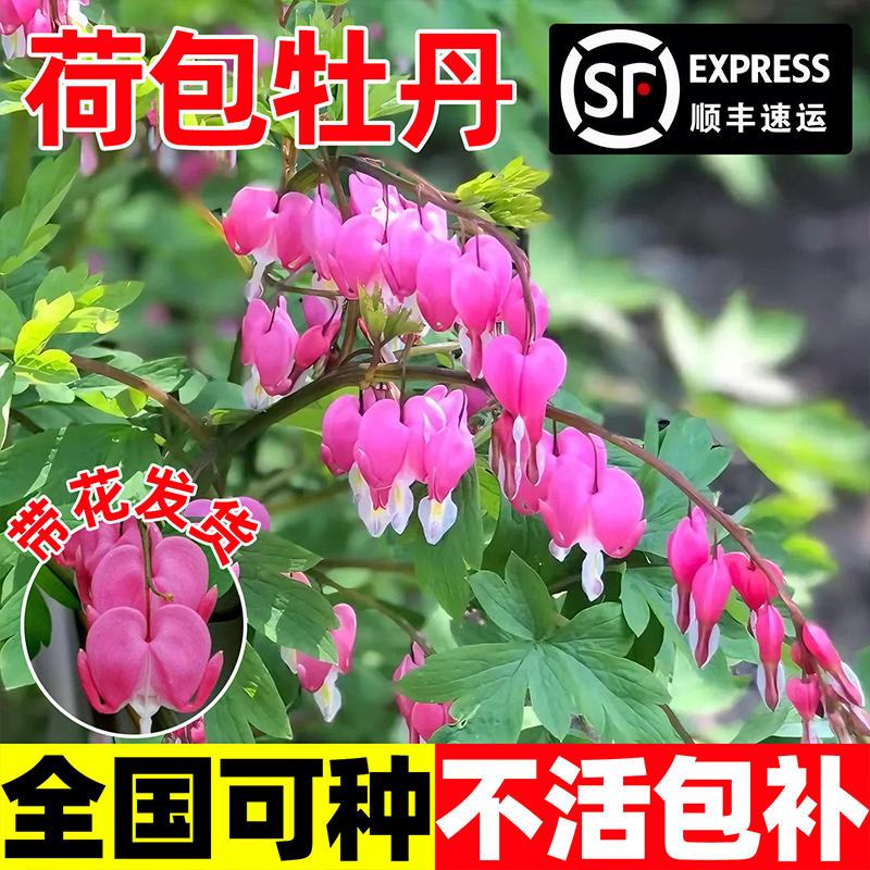 荷包牡丹花苗盆栽玲儿草室内庭院阳台耐寒多年生草本正品带芽种植