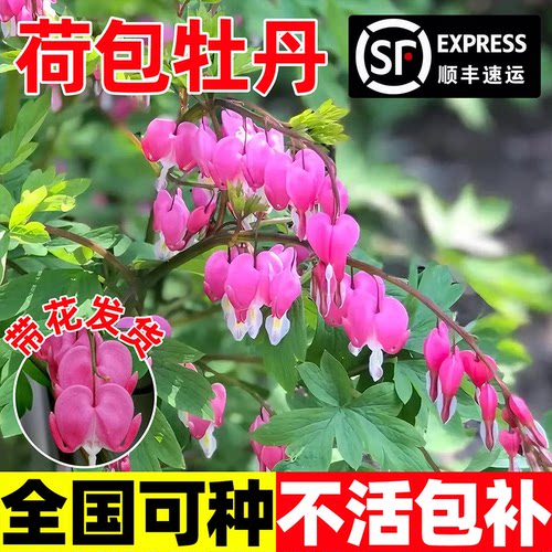荷包牡丹花苗盆栽玲儿草室内庭院