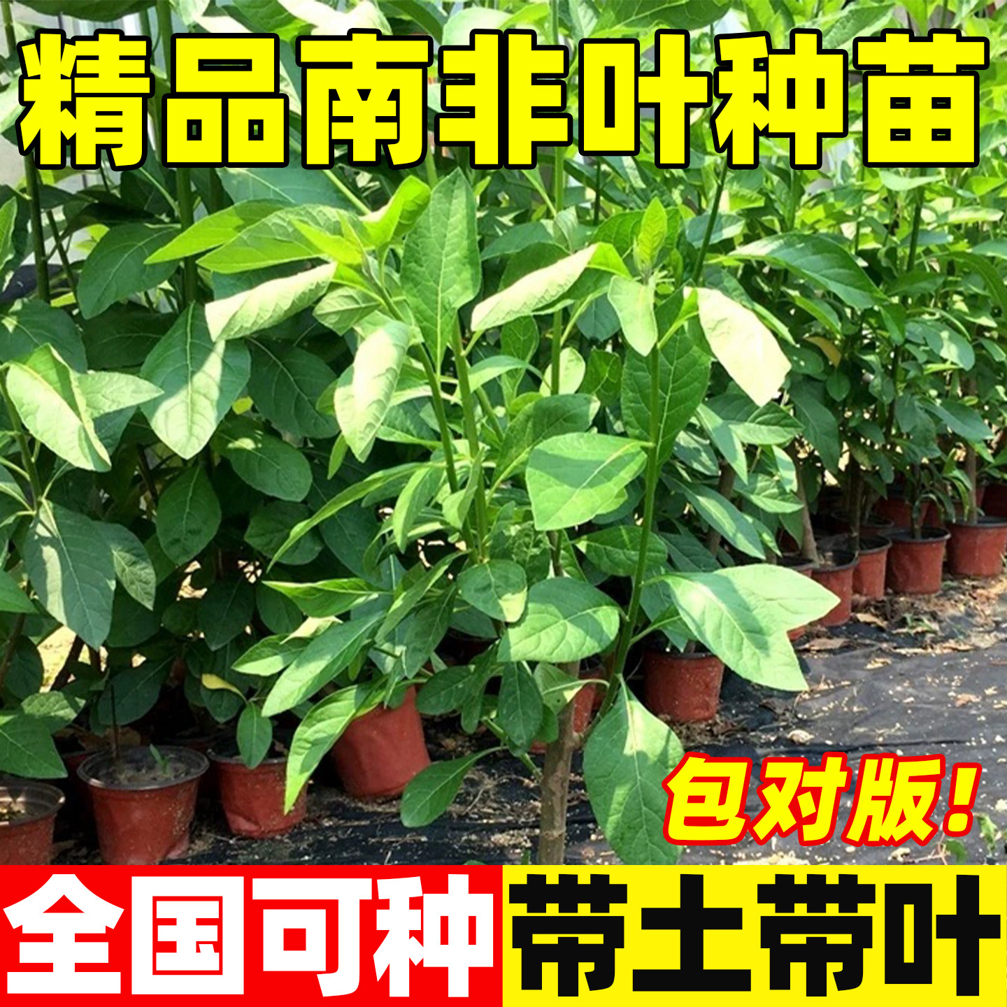 正宗南非叶种植苗南非叶种树苗将军叶新鲜干叶茶苦茶扁斑鸠菊苗子