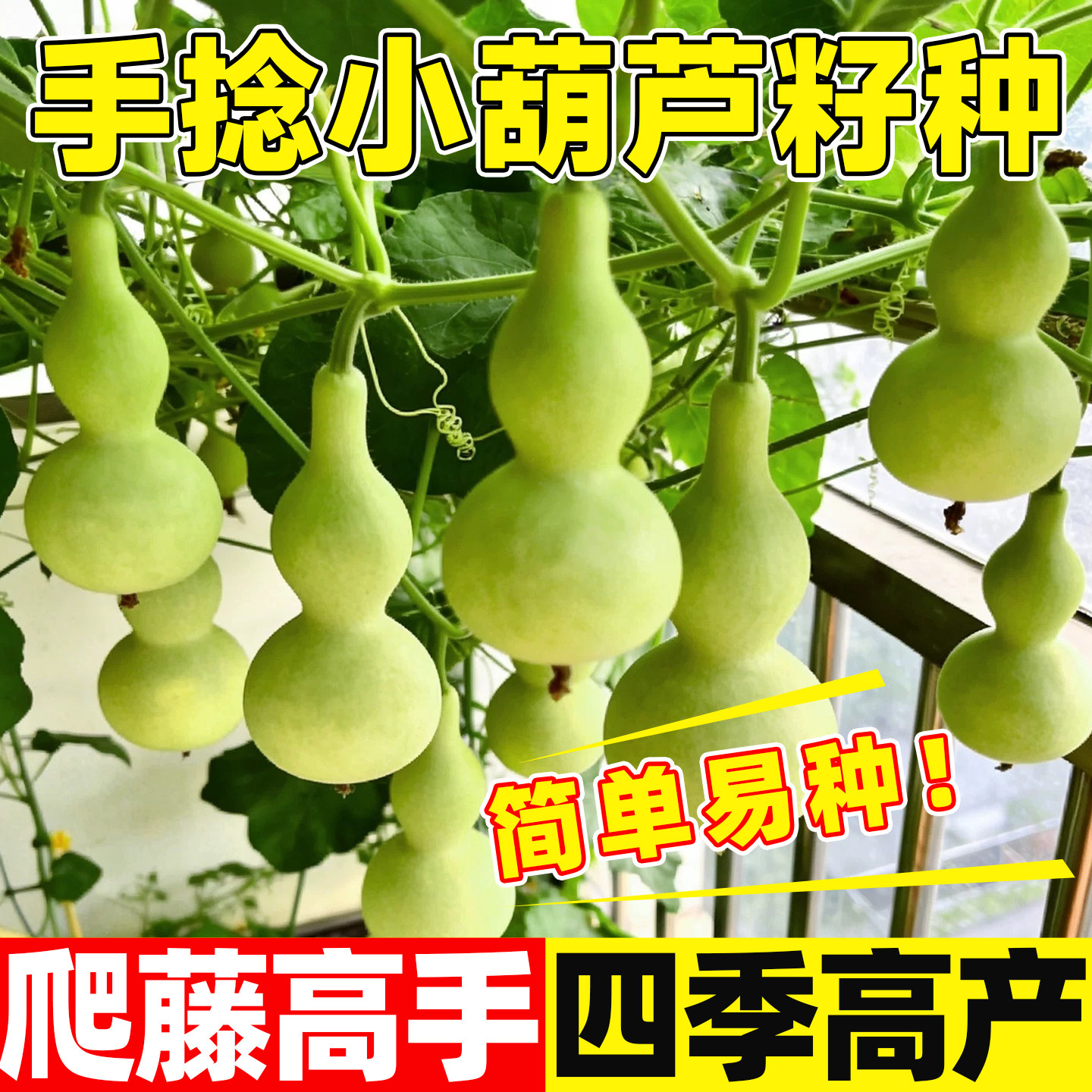 手捻小葫芦籽种四季观赏文玩葫芦种子阳台庭院爬藤特大型葫芦盆栽