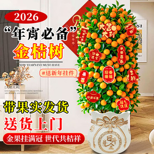 金桔树盆栽带果年桔室内客厅年宵花可食用橘子树苗四季新年绿植物