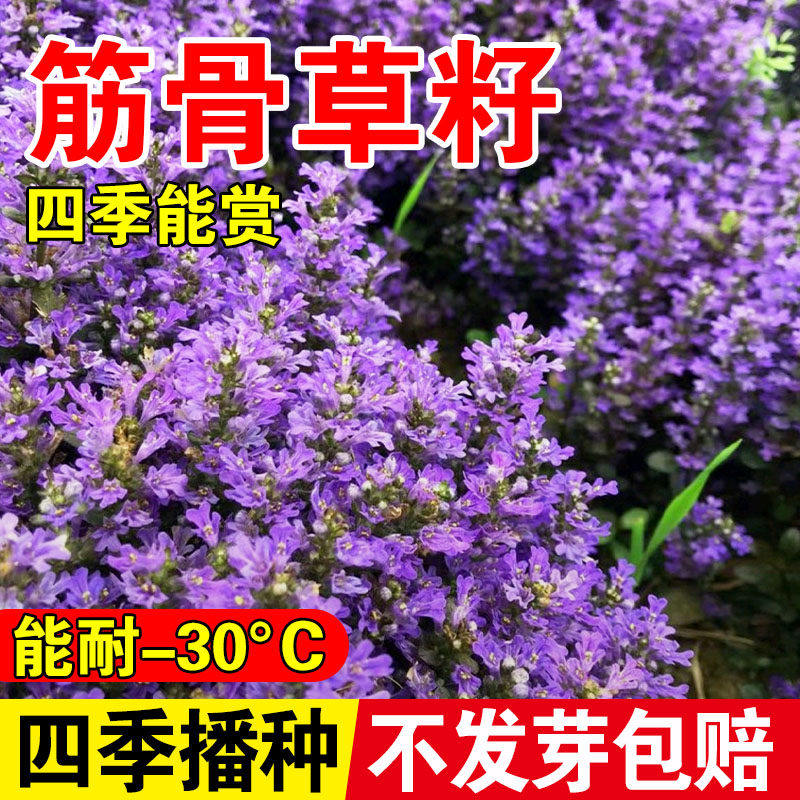 筋骨草花种子籽多年生四季常绿地