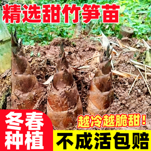 甜竹笋竹子苗水果笋甜竹笋竹苗四季甜龙竹苗新鲜食用广西四季种植
