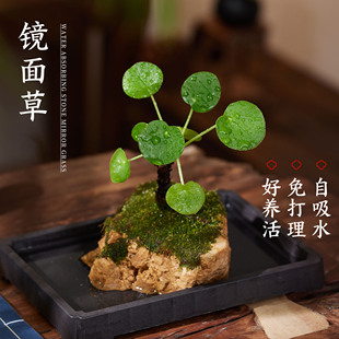 镜面草盆栽水培植物吸水石盆景室内桌面绿植好养活四季耐阴虎耳草