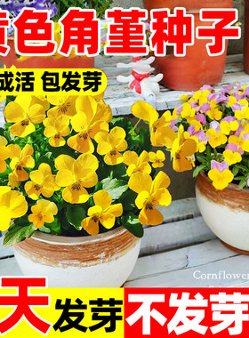 黄色角堇种子籽三色角堇四季种植易活庭院阳台盆栽多年生花卉植物