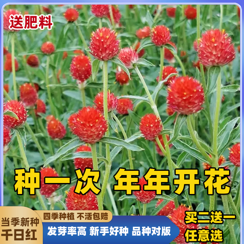 千日红种子百日红矮生火球花宿根