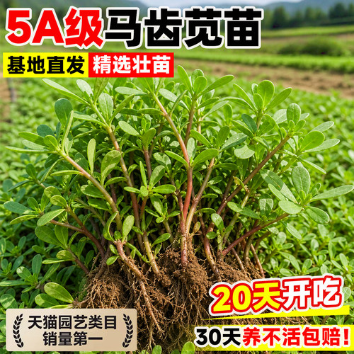 马齿苋苗带根带土发货阳台盆栽四