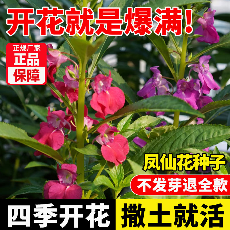 重瓣凤仙花种子庭院阳台盆栽四季播种开花混色指甲花太阳花种籽孑