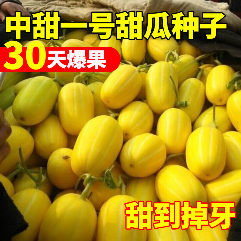 中甜一号甜瓜种子黄皮白肉香瓜种籽四季种植早熟高产超甜盆栽瓜苗